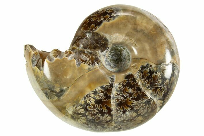 Polished Ammonite (Eotetragonites?) Fossil - Madagascar #327758